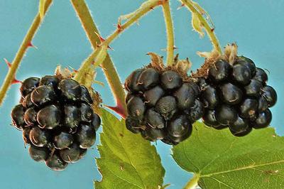 Berries Ready For Picking